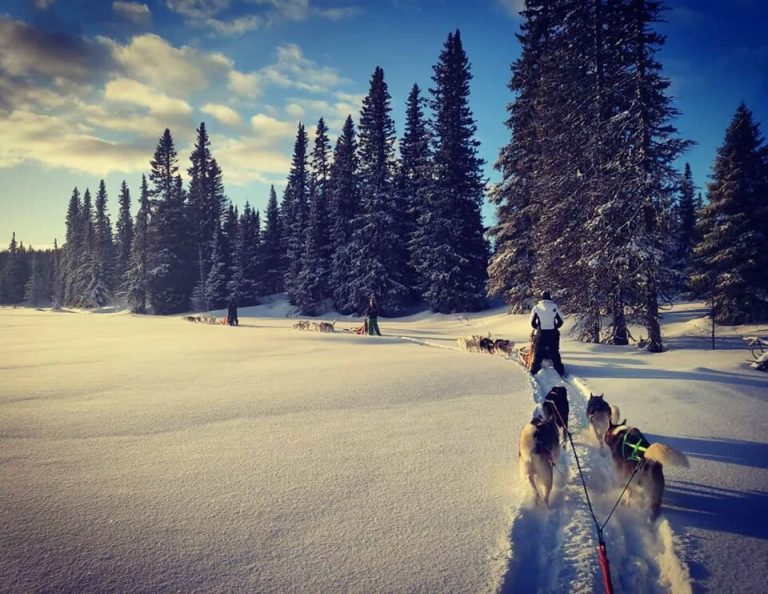 Foto van https://www.jet-sleddogs.com/eng/winter/dogsledding-sweden